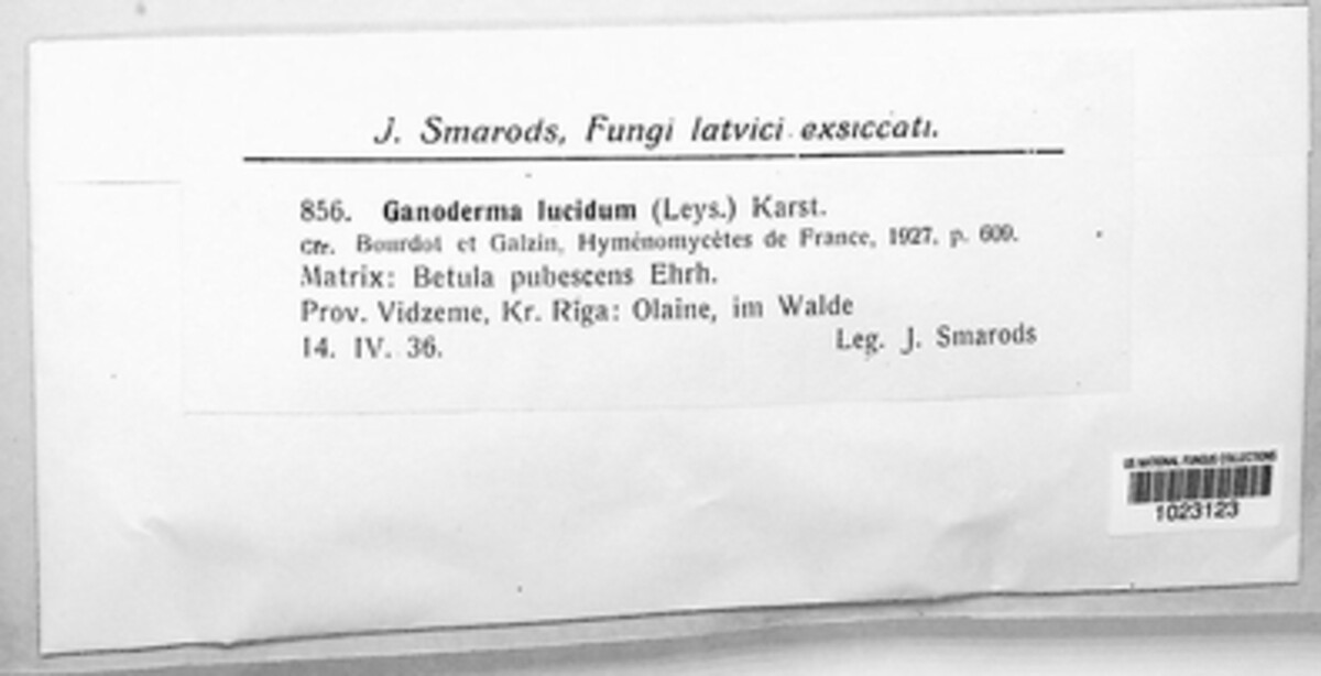 Ganoderma lucidum image